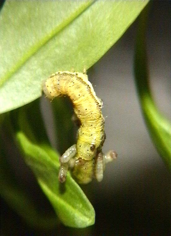 LON-CAPA Snapdragon diseases and parasites