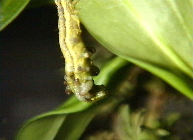 LON-CAPA Snapdragon diseases and parasites