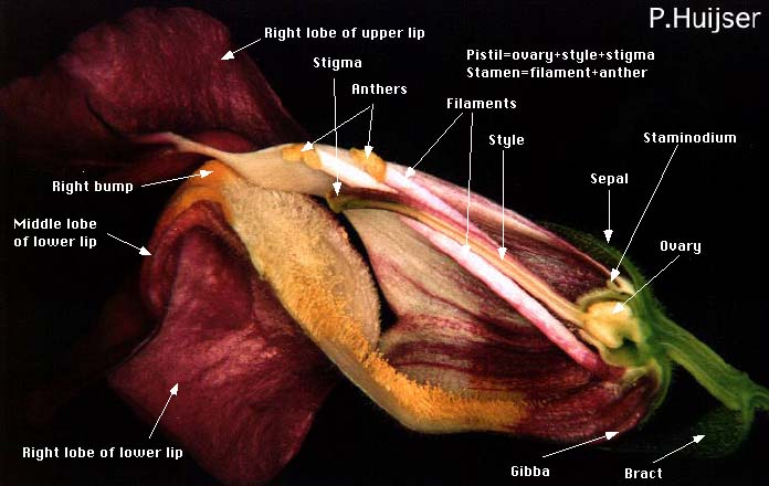 LON-CAPA anatomy snapdragon flower