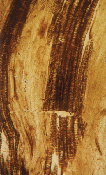Wood vessels of Asteroxylon