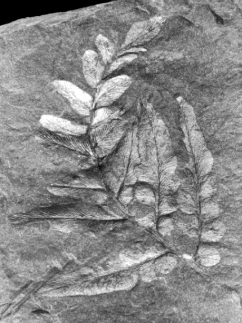 Neuropteris heterophylla