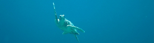 Turtle pictures Copyright Mark Spalding 1999