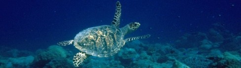 Turtle pictures Copyright Mark Spalding 1999