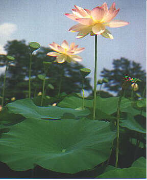 Abb. 1:Nelumbo nucifera: die heilige Lotusblume, das Symbol der Reinheit im Buddhismus