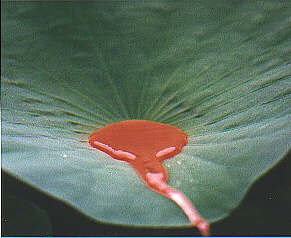 Abb. 3: Lotusblatt, das durch einen natrlichen Regen von einer knstlichen Verschmutzung mit Sudan III gereinigt wird
