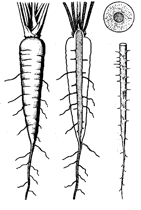 LON-CAPA Carrot (Daucus carota L.)