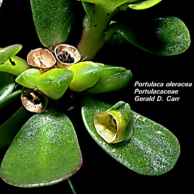 portulacaceae