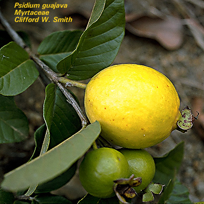 tree brush bottle leaves or Psidium Shrub tropical guajava America, with from , tree guava.