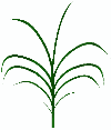 Individual sorghum